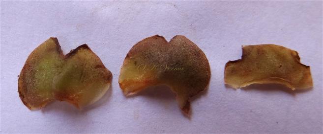  Basal Bracts